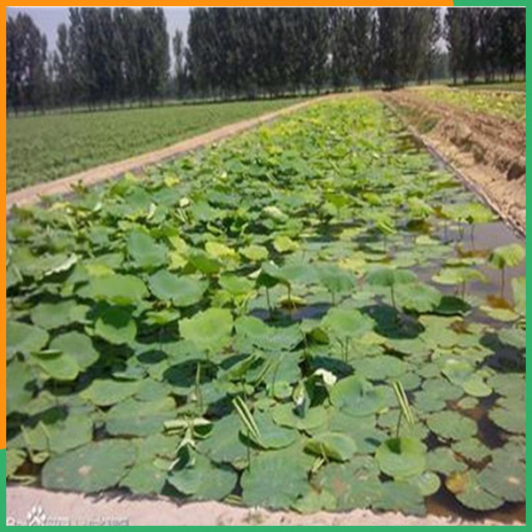 CA88环保公司(图)-虾塘防渗膜价格面议-防渗膜价格面议